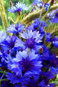 Preview wallpaper cornflowers, spikelets, bouquet, summer