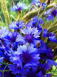 Preview wallpaper cornflowers, spikelets, bouquet, summer