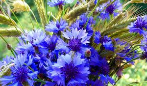 Preview wallpaper cornflowers, spikelets, bouquet, summer