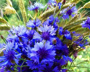 Preview wallpaper cornflowers, spikelets, bouquet, summer