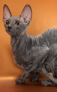 Preview wallpaper cornish rex, cat, breed, mutant