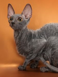 Preview wallpaper cornish rex, cat, breed, mutant