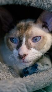 Preview wallpaper cornish rex, cat, pet, cute