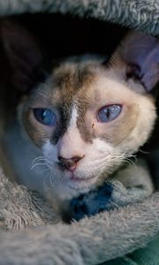 Preview wallpaper cornish rex, cat, pet, cute