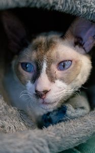 Preview wallpaper cornish rex, cat, pet, cute