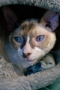 Preview wallpaper cornish rex, cat, pet, cute