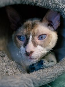 Preview wallpaper cornish rex, cat, pet, cute