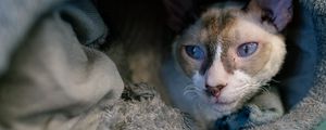 Preview wallpaper cornish rex, cat, pet, cute