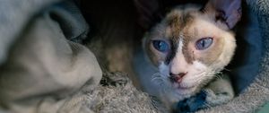 Preview wallpaper cornish rex, cat, pet, cute