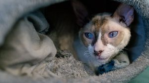 Preview wallpaper cornish rex, cat, pet, cute