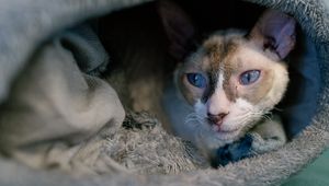 Preview wallpaper cornish rex, cat, pet, cute