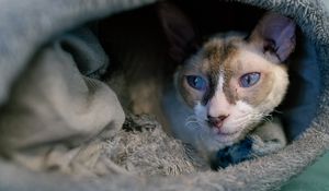 Preview wallpaper cornish rex, cat, pet, cute