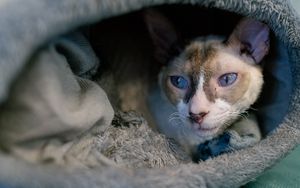 Preview wallpaper cornish rex, cat, pet, cute