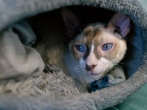 Preview wallpaper cornish rex, cat, pet, cute