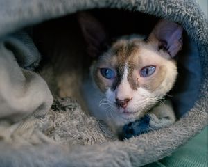 Preview wallpaper cornish rex, cat, pet, cute