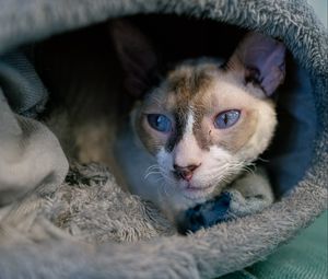 Preview wallpaper cornish rex, cat, pet, cute