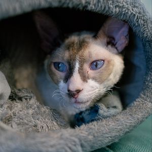 Preview wallpaper cornish rex, cat, pet, cute