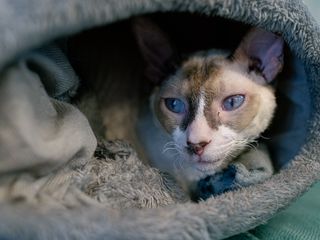 320x240 Wallpaper cornish rex, cat, pet, cute