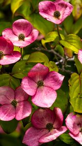 Preview wallpaper cornus, flowers, petals, plants, bush, pink