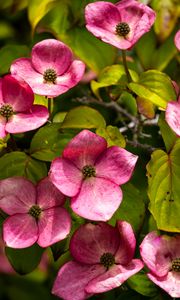 Preview wallpaper cornus, flowers, petals, plants, bush, pink