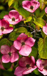 Preview wallpaper cornus, flowers, petals, plants, bush, pink