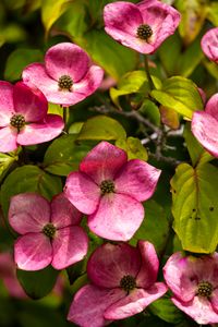 Preview wallpaper cornus, flowers, petals, plants, bush, pink