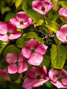 Preview wallpaper cornus, flowers, petals, plants, bush, pink