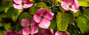 Preview wallpaper cornus, flowers, petals, plants, bush, pink