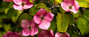 Preview wallpaper cornus, flowers, petals, plants, bush, pink