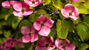 Preview wallpaper cornus, flowers, petals, plants, bush, pink