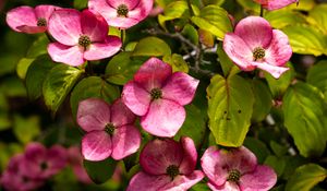 Preview wallpaper cornus, flowers, petals, plants, bush, pink