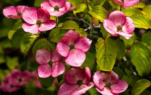 Preview wallpaper cornus, flowers, petals, plants, bush, pink