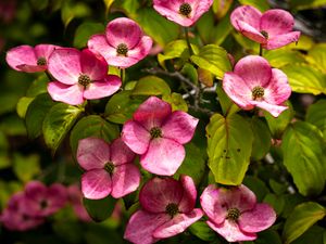 Preview wallpaper cornus, flowers, petals, plants, bush, pink