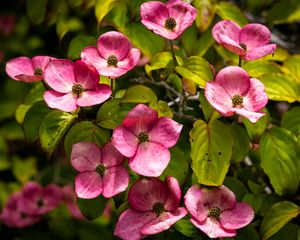 Preview wallpaper cornus, flowers, petals, plants, bush, pink