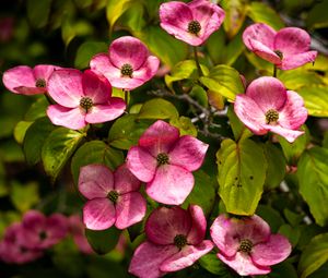 Preview wallpaper cornus, flowers, petals, plants, bush, pink