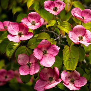 Preview wallpaper cornus, flowers, petals, plants, bush, pink
