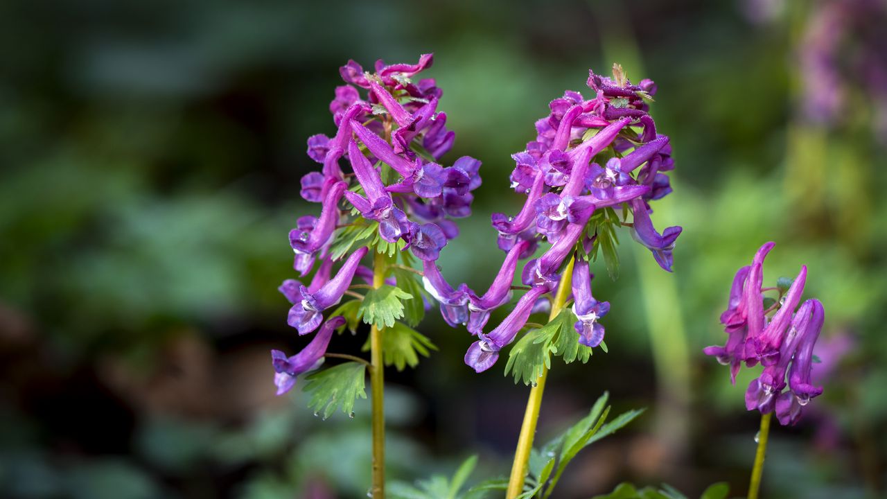 Wallpaper corydalis, flower, purple, plant