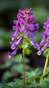 Preview wallpaper corydalis, flower, purple, plant