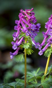 Preview wallpaper corydalis, flower, purple, plant