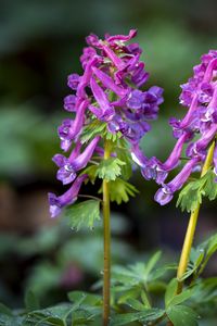 Preview wallpaper corydalis, flower, purple, plant