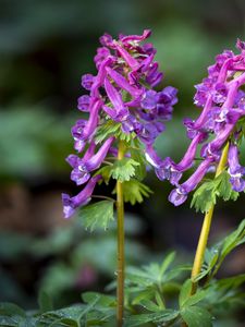 Preview wallpaper corydalis, flower, purple, plant