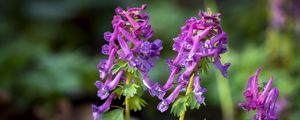 Preview wallpaper corydalis, flower, purple, plant