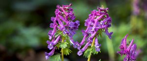 Preview wallpaper corydalis, flower, purple, plant