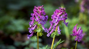 Preview wallpaper corydalis, flower, purple, plant