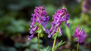 Preview wallpaper corydalis, flower, purple, plant