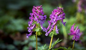 Preview wallpaper corydalis, flower, purple, plant