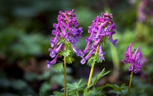 Preview wallpaper corydalis, flower, purple, plant