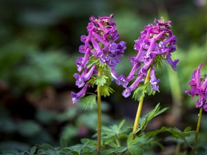 Preview wallpaper corydalis, flower, purple, plant