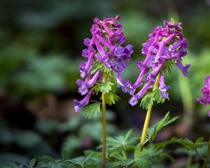 Preview wallpaper corydalis, flower, purple, plant