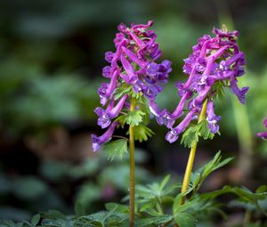 Preview wallpaper corydalis, flower, purple, plant